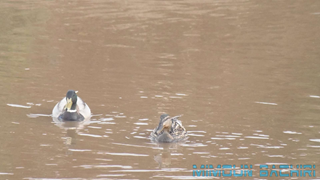 Canard colvert